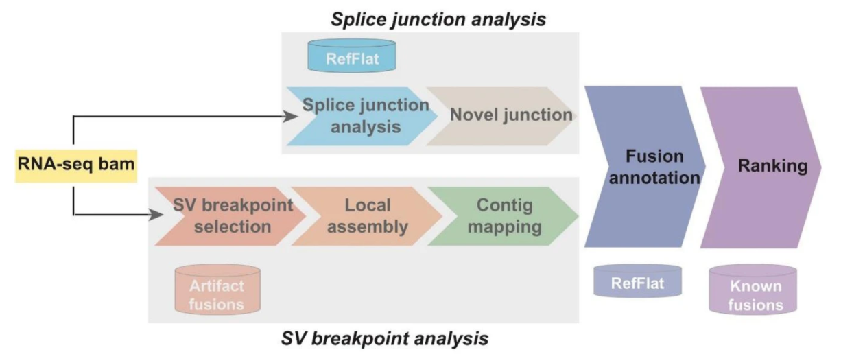 Overview of CICERO algorithm which consists of fusion detection through analysis of candidate SV breakpoints and splice junction, fusion annotation, and ranking.